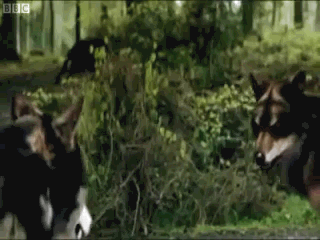 Setkání smečky 5.8.2020