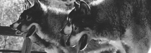 Setkání smečky 18.09.2020