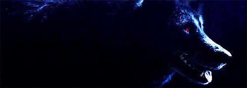 Setkání smečky 06.11.2020