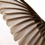 f080fab3c1c4304df0dc3212924c5ac5