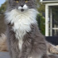 Aki – Mainská mývalí 