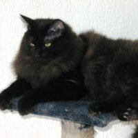 Ezekiel – Prokletý čaroděj 