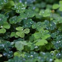 3e3f9a309c76c20e41f5a0d6d4121235 